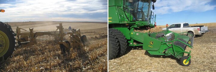 Picking up downed corn
