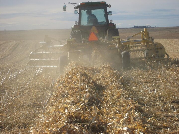 Harvesting downed corn
