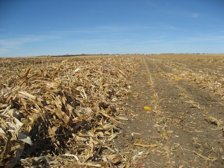 Downed corn