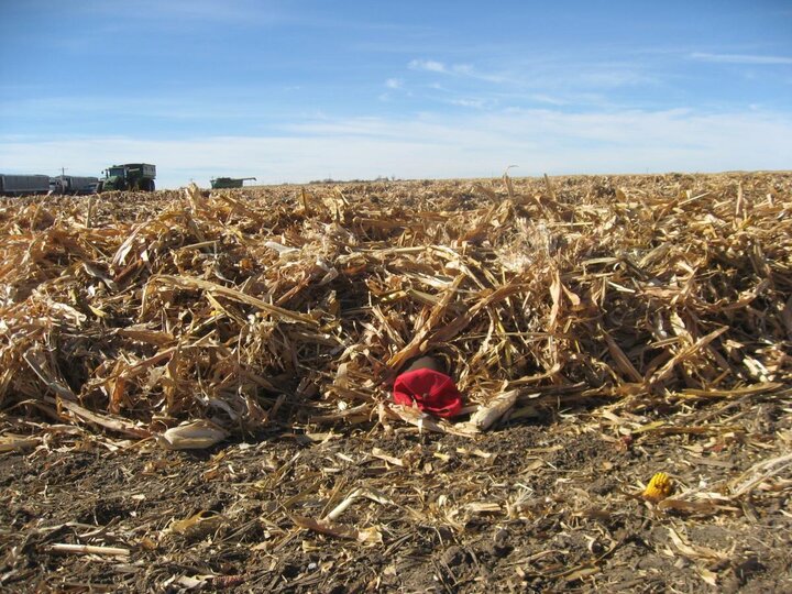 Downed corn