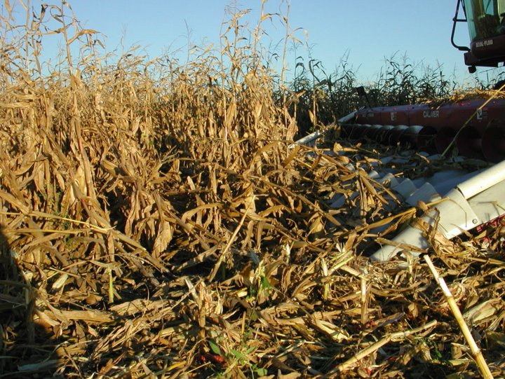Harvesting downed corn