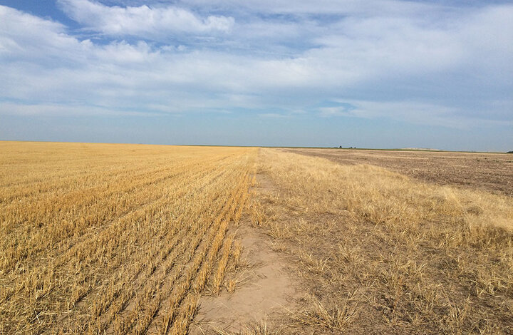 Downy brome near wheat