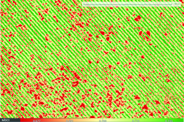 Drone multispectral image of plant types