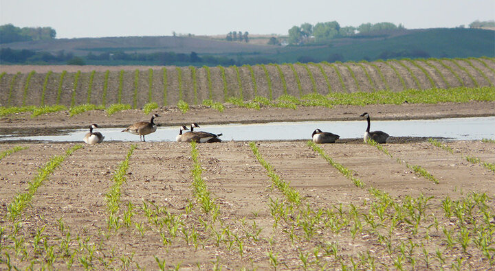 Ducks in a field