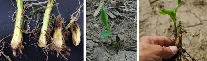 Post storm corn damage
