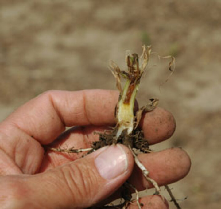 Post hail corn damage