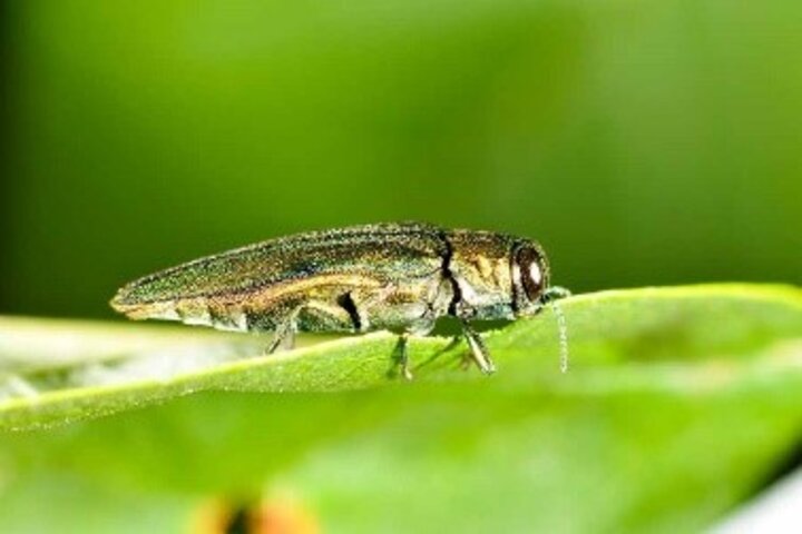 Emerald Ash Borer