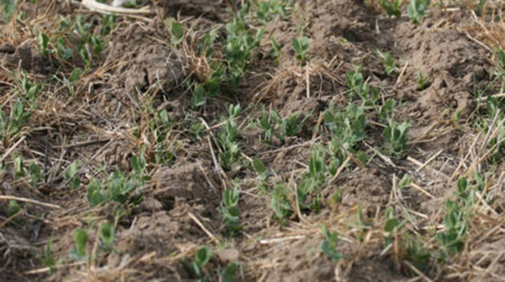 Dry edible field peas