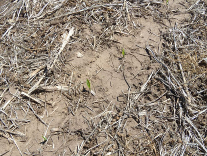 Emerging corn