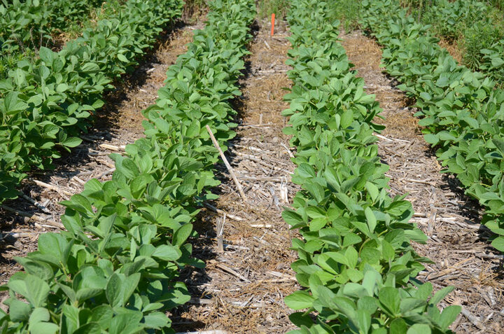 Enlist herbicide trial 