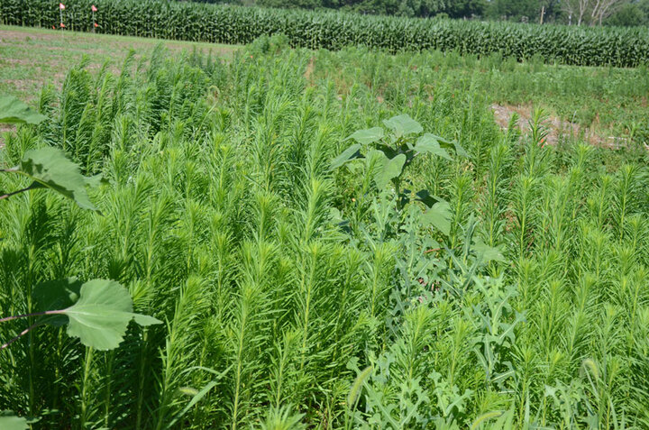 Enlist herbicide trial 
