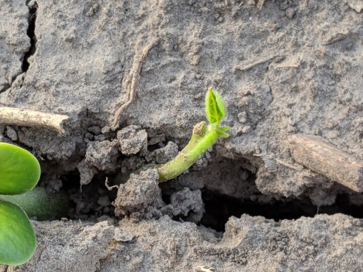 Figure 3: New growth occurring from where the cotyledon originally occurred on this plant. It’s unclear at this point if the main stem tip was lost or if new growth will be observed from it in the future.