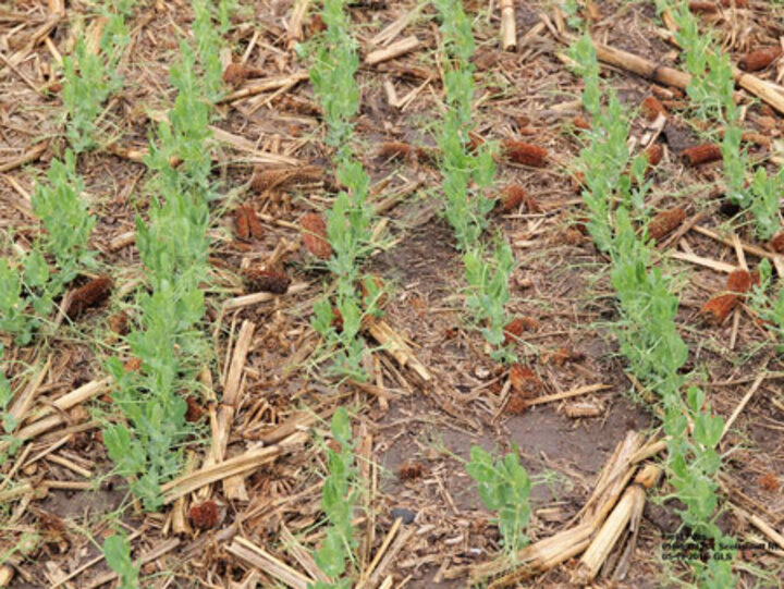 Seedling field peas in the Panhandle