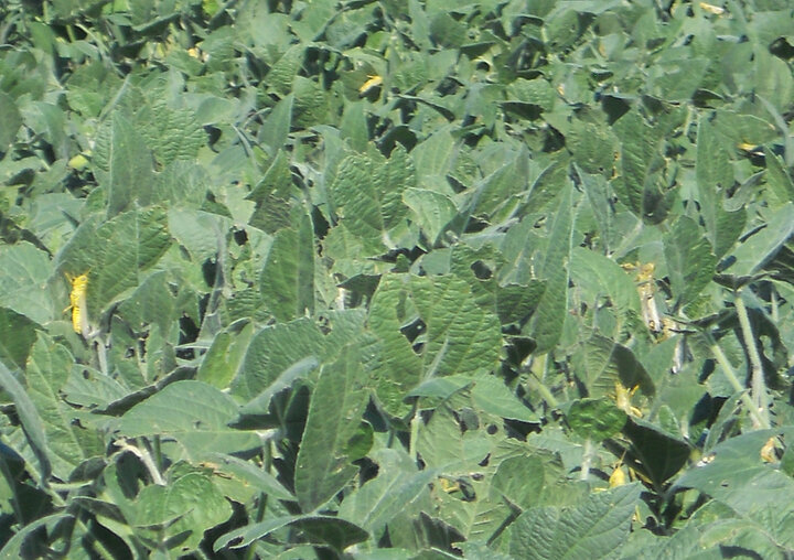 Grasshoppers