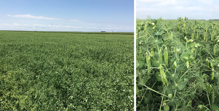 Field of field peas