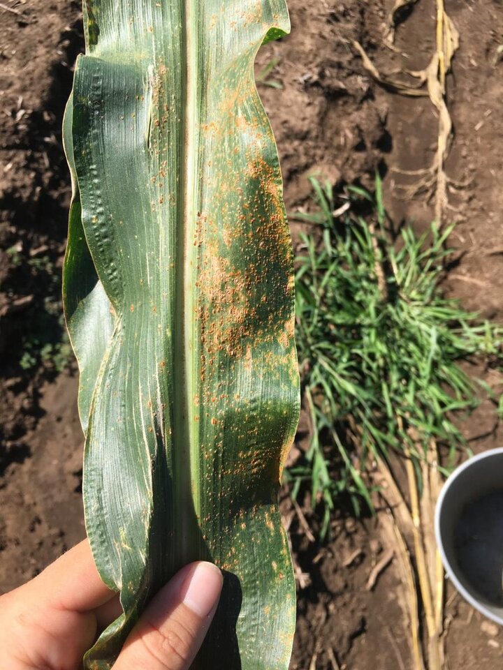 Southern rust on corn