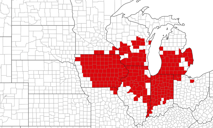 Tar spot distribution map