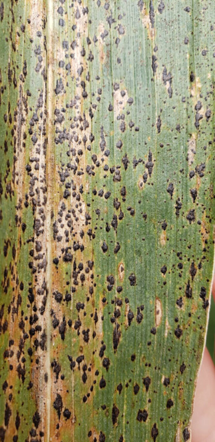 Severe tar spot ascomata