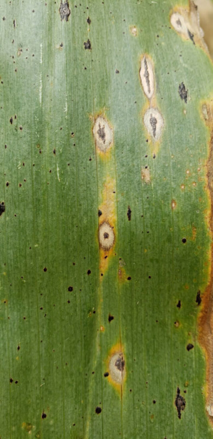 Tar spot ascomata and fish eye symptoms