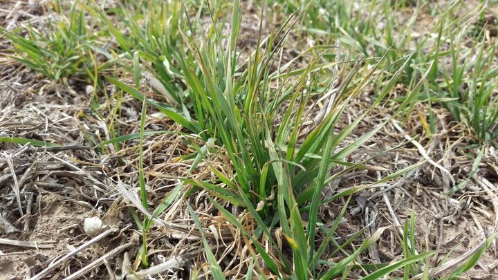 Freeze injury in wheat