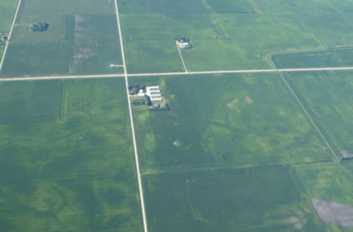 Iowa Corn Field mid-July