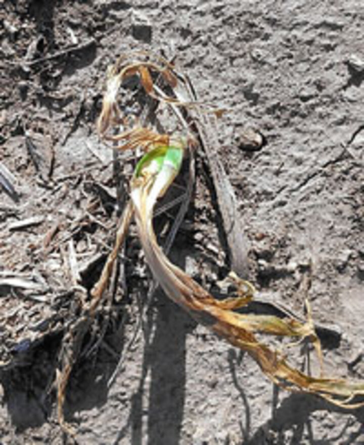 Frost-damaged corn