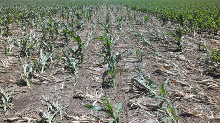 Greensnap in corn