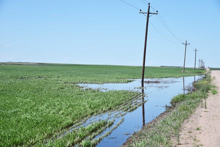 Wet wheat field