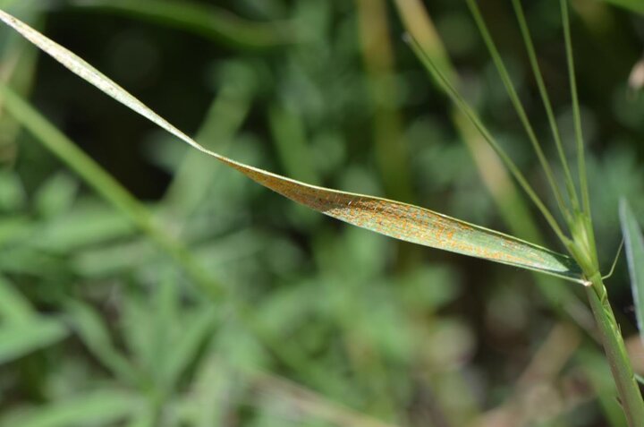 jointed-goatgrass-stripe-rust