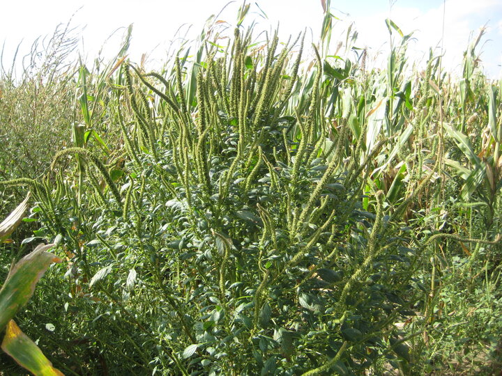 Figure 1. Biomass production of cover crops at Clay Center in the spring of 2017. Corn-CC-Corn (cover crops planted in corn, followed by corn), Soybean-CC-corn (cover crops planted in soybean, followed by corn), Corn-CC-soybean (cover crops planted into corn, followed by soybean). 