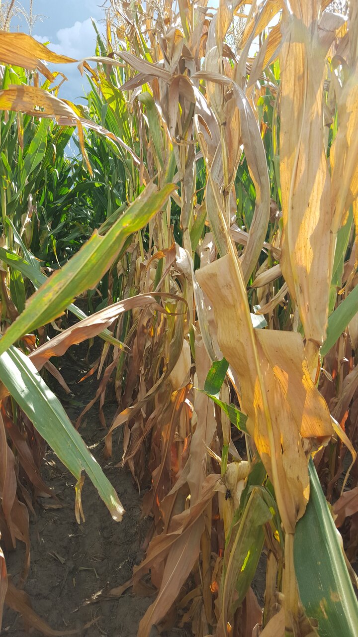 Discolored corn plants