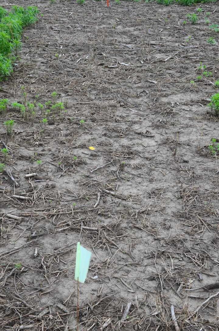 Herbicide trial in glyposate-resistant marestail