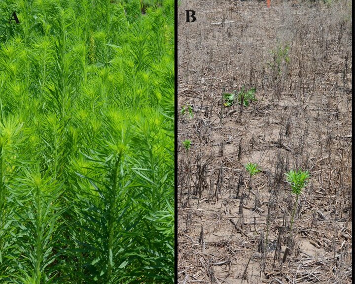 Marestail herbicide trials