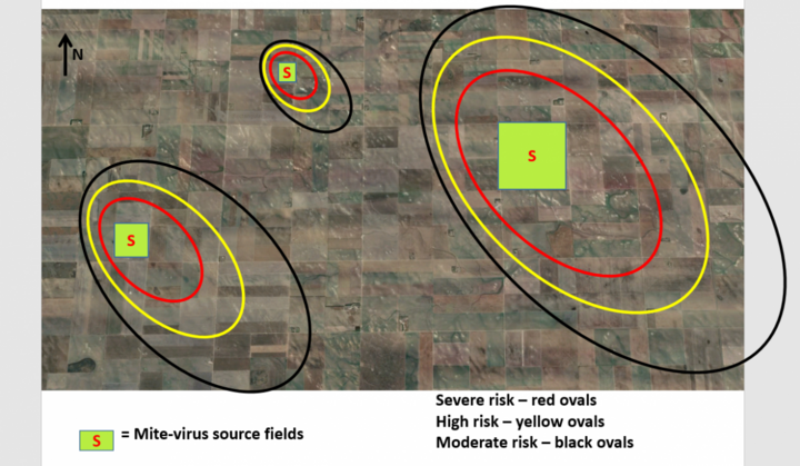 Sphere of influence around mite source in wheat