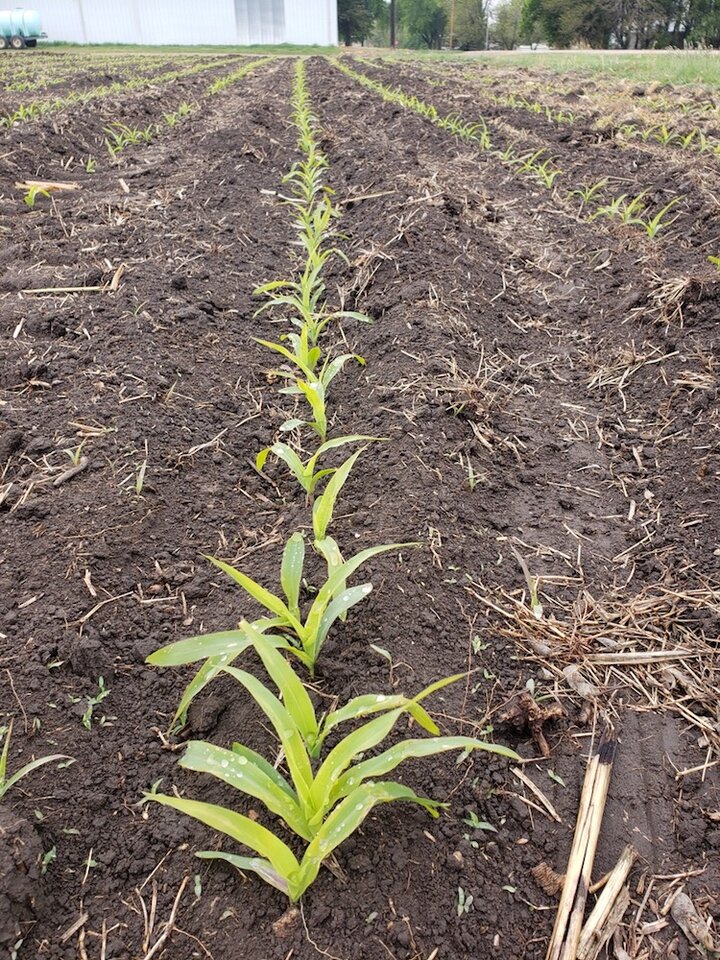 Corn at the two to three leaf stage 