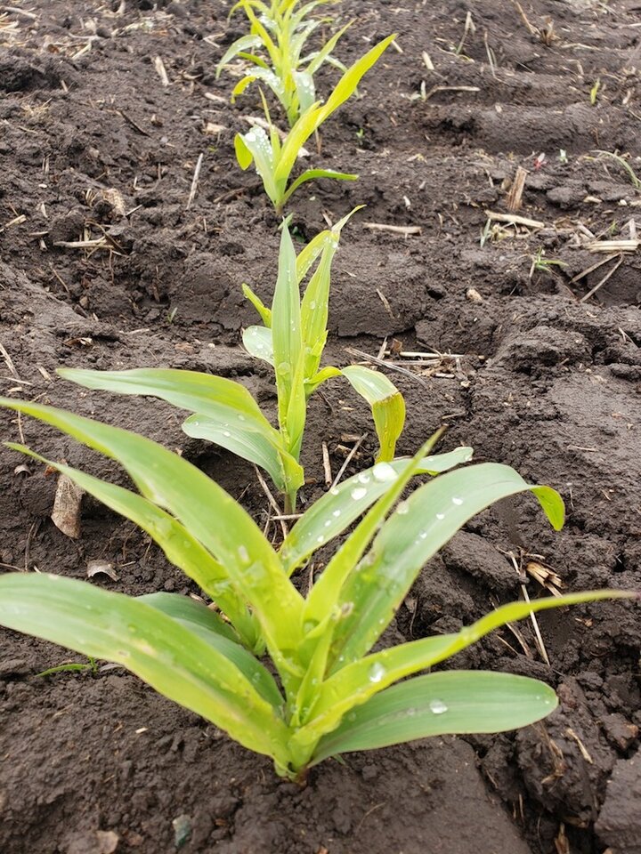 Corn at the two to three leaf stage 