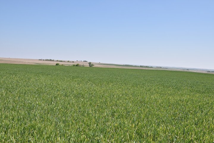 wheat field with a high incidence of barley yellow dwarf