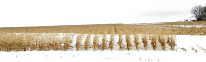 Snow drifts in standing corn