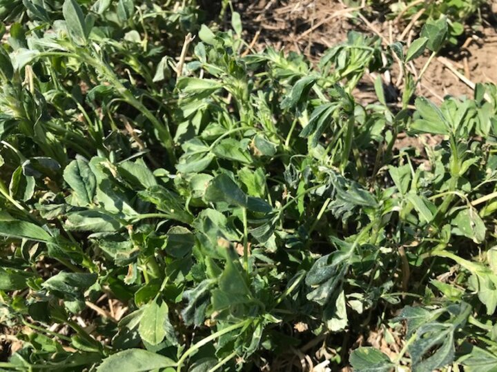 Initial freeze damage to alfalfa