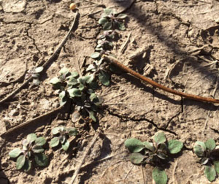 Marestail rosettes