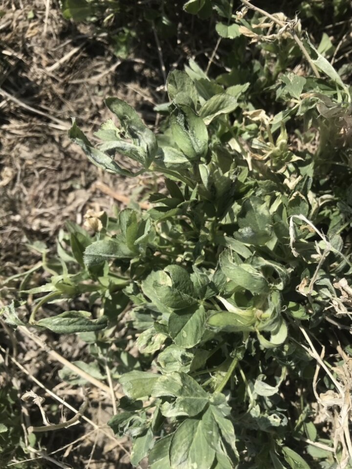 Initial freeze damage to alfalfa