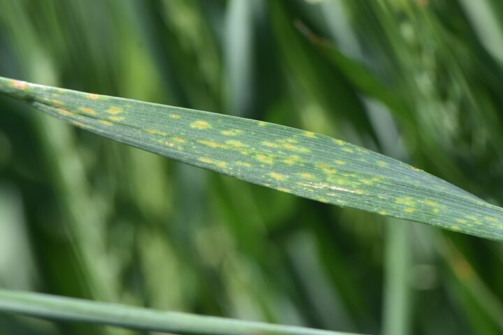 Initial lesions of a fungal leaf spot disease