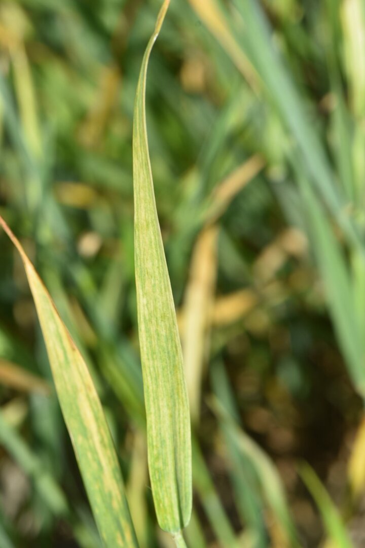 Wheat streak mosaic 