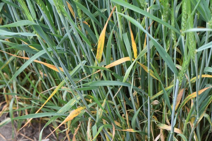 Barley yellow dwarf 