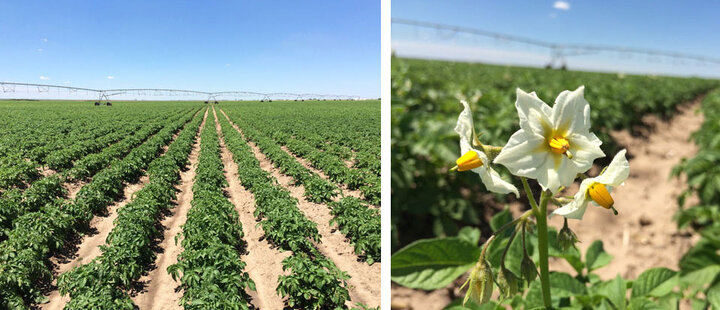  Flowering potatoes