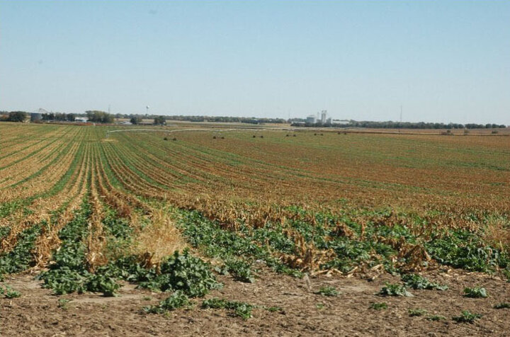 Forage cover crops