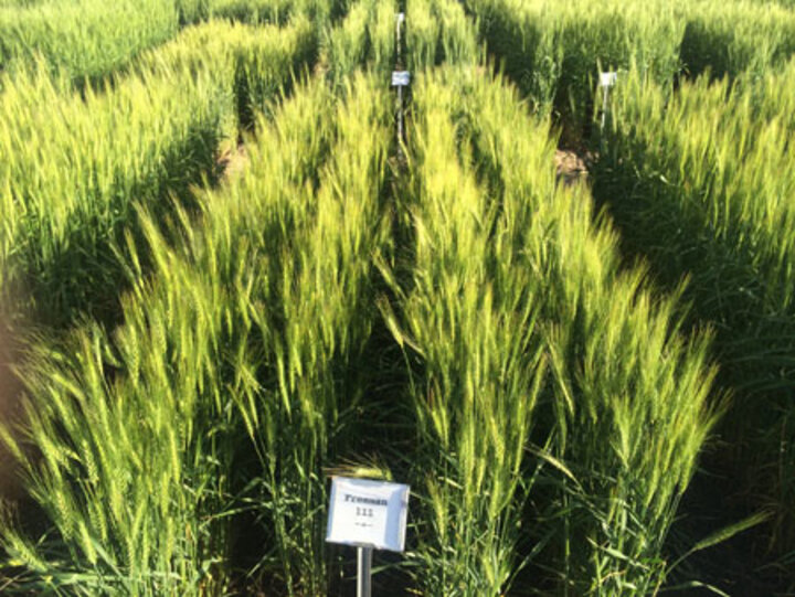 Freeman Wheat Variety