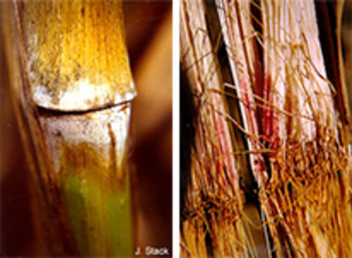 Fusarium stalk rot in corn