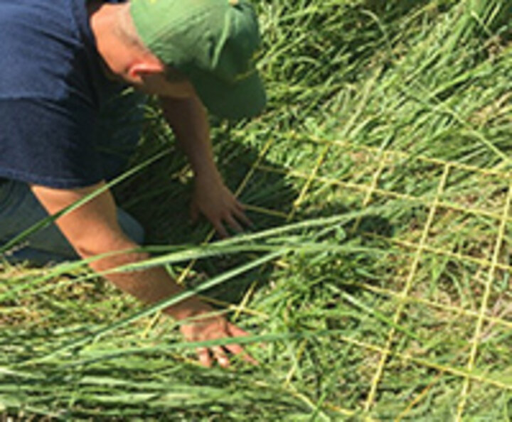 Joey Giesler conducting forage research