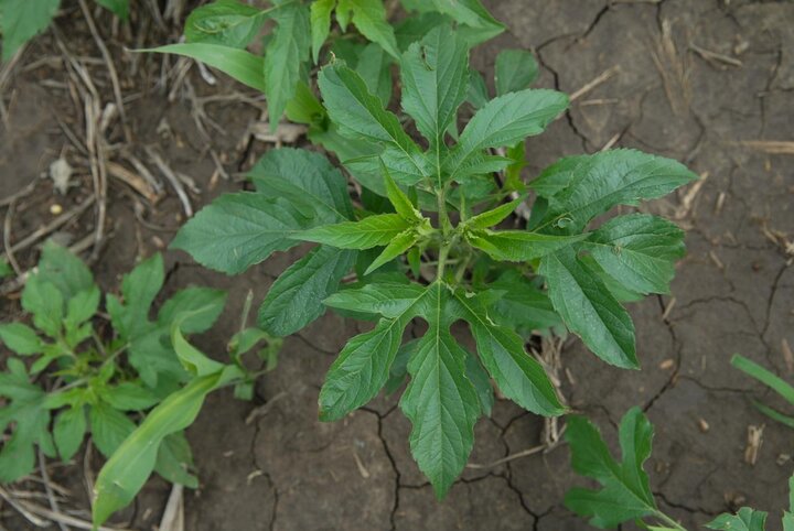 Giant Ragweed